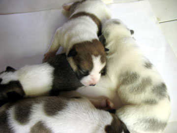 puppy-chan! puppy-chan!