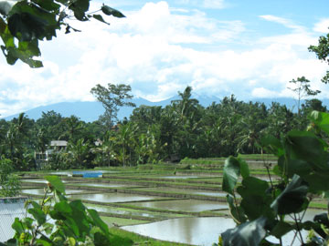 sariorganic sariorganic