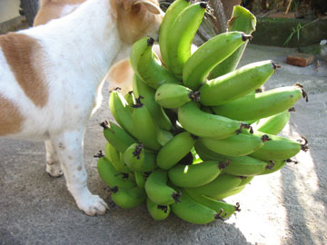 a8 a8