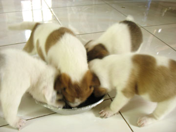dog2 dog2