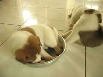 dog3 dog3