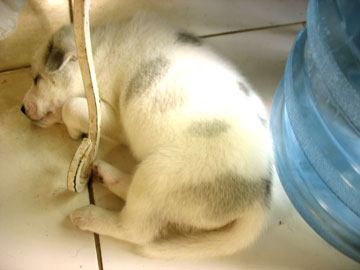 dog4 dog4