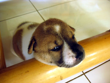 dog6 dog6