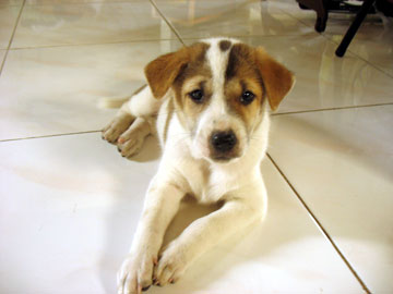 dog7 dog7