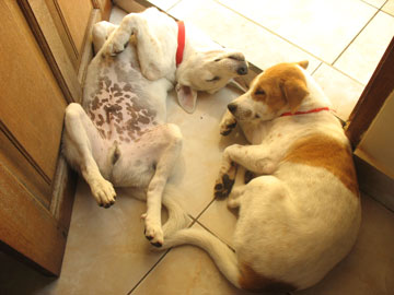 dog8 dog8