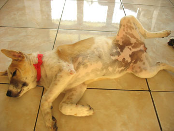 dog9 dog9