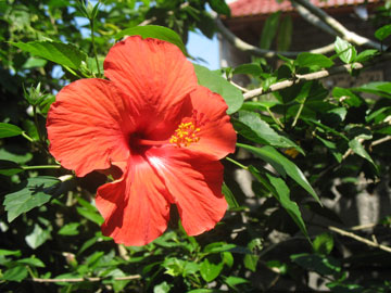hibiscus hibiscus