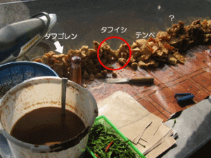 tahu1