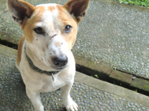 anjing1 anjing1