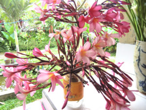 Plumeria