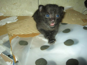 20110414duaminggu