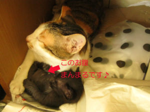 20110414duaminggub