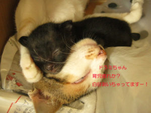 20110414duaminggud
