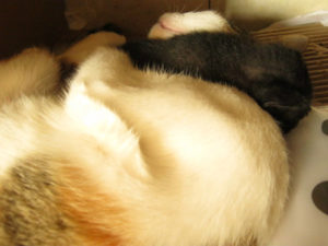 20110414duamingguf