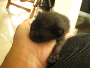 20110414satuminggu