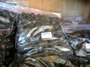 soap nut soap nut