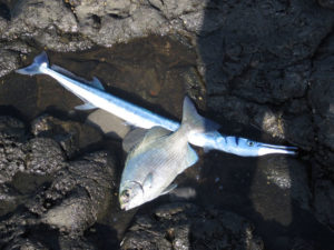 mancing3 mancing3
