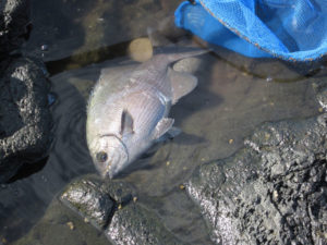 mancing4 mancing4