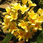バリ島の花と言えば、フランジパニですよね♪