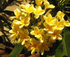 バリ島の花と言えば、フランジパニですよね♪